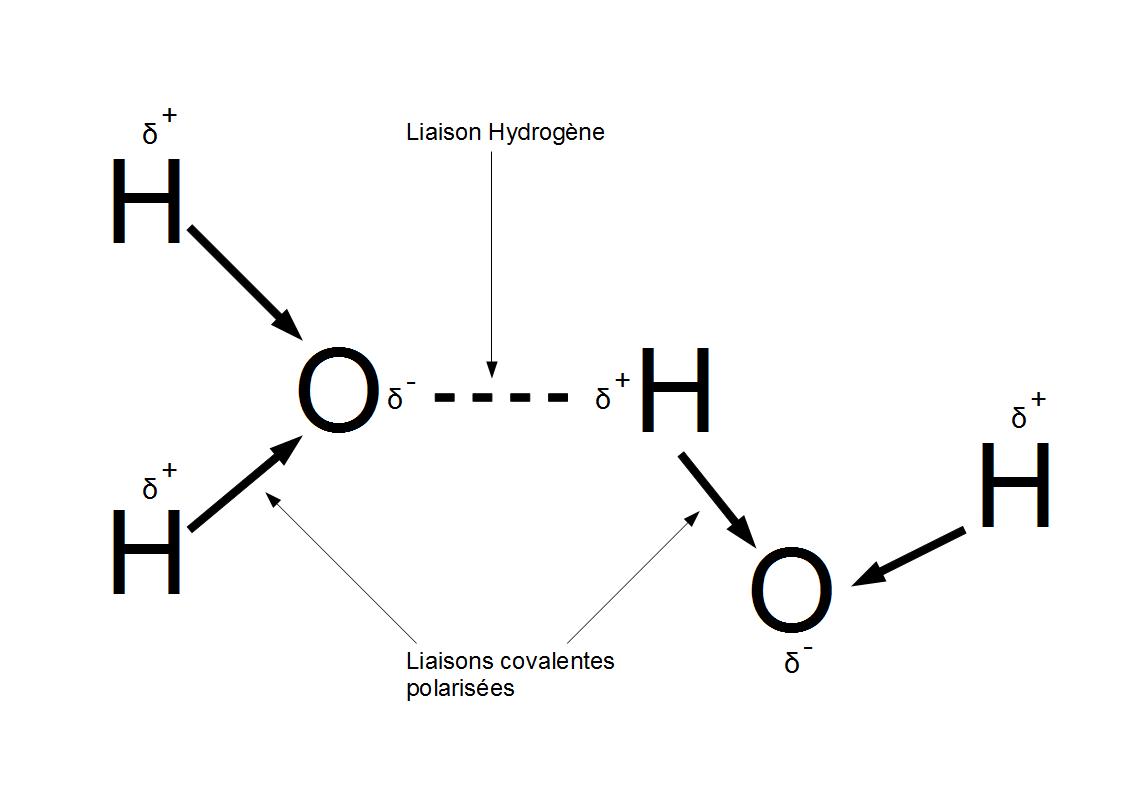 Liaisons hydrogènes